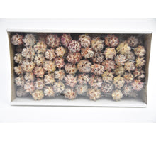 Pubescens 10cm Probenehmer natürlich 100Stück