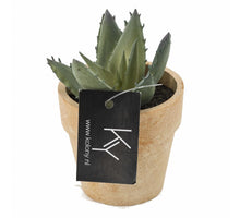 Sukkulente im Topf 9x9x9cm