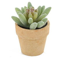 Sukkulente im Topf 7x7x9cm