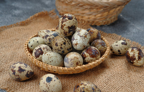 Eier