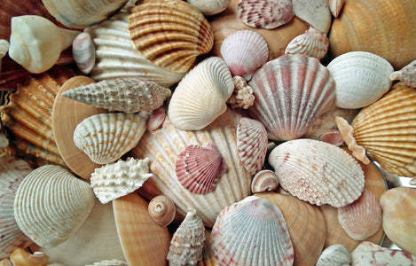 Muscheln