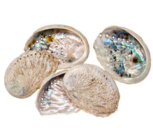 Abalone Muschel klein natürlich 0.6KG