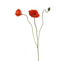 Papaver double l74cm oranje