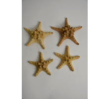 Zeester 8 tot 14 cm naturel