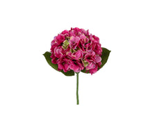 Hortensie 45cm, verschiedene Sorten