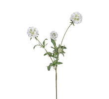 Scabiosa stellata, 75 cm, weiß