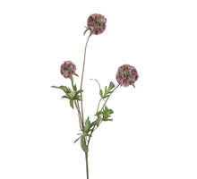Scabiosa stellata, 75 cm hoch, altrosa.