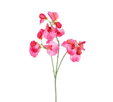 Lathyrus l68cm roze