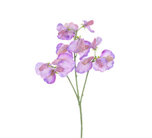 Lathyrus l68cm paars