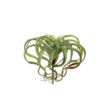Tillandsia, 35 cm, grün