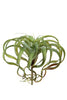 Tillandsia, 35 cm, grün