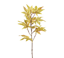 Ahorn 62cm grün