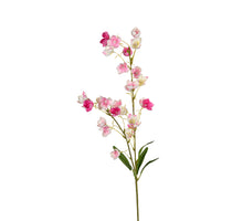 Campanula, 95 cm, rosa