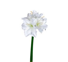 Amaryllis 40cm weiß