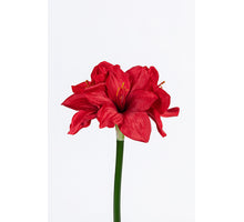 Amaryllis, 40 cm, rot