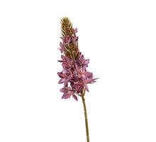 Eremurus l77cm mauve