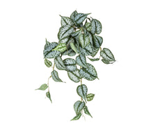 Scindapsus hanger l45cm groen