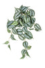 Scindapsus Hänger L45cm grün