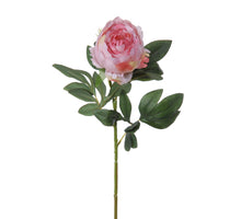 Pfingstrose l60cm rosa