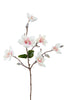 Magnolia l63cm creme/roze