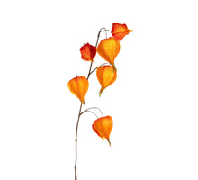 Physalis l100cm oranje