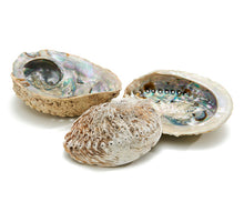 Abalone große natürliche Tasche a 5 Stück
