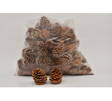 PINUS MARITIMA 10-14 CM WEISS GEWASCHEN POLY/75 PC