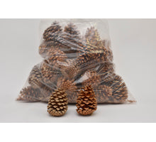 PINUS MARITIMA 14-18 CM WEISS GEWASCHEN POLY/50 STK