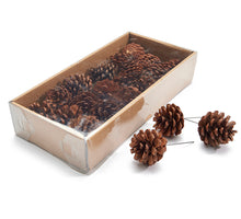 Pinus Nigra natur 18 Stück auf 10cm Draht