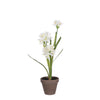 Agapanthus weiß im Topf Stran grau d11.5cm - h45xd20cm