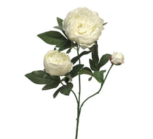 Pfingstrose Creme Duchesse de Luemours Spray