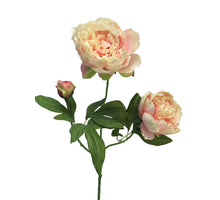 Pfingstrosen-Rosa Herzogin von Lümours-Spray