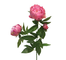 Pfingstrose Mauve Dutchess von Lümours Spray