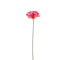 Gerbera, dunkelrosa - 64 cm