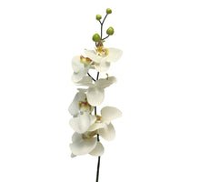 Phalaenopsis 'Milan' Creme 78 cm