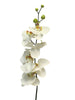 Phalaenopsis 'Milan' Creme 78 cm
