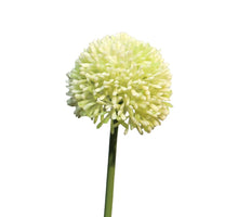 Allium Globemaster Creme / Grün klein 44 cm