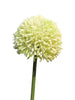 Allium Globemaster Creme / Grün klein 44 cm