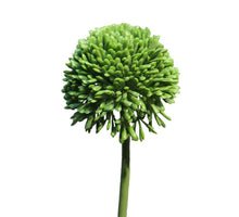 Dancus Carota Dille 120cm yellow