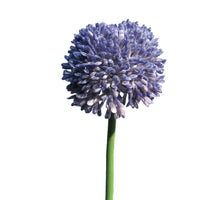 Allium globemaster lavender small 44cm