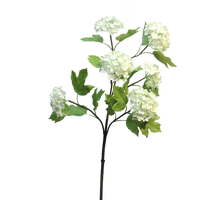Viburnum Roseum x6 grün 60cm