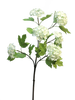 Viburnum Roseum x6 grün 60cm