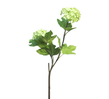 Viburnum Roseum x2 grün 50cm