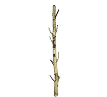 Ast-Birke Ø8x200cm Natur