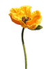 Mohn Nudicaule gelb offene Blüte 70cm