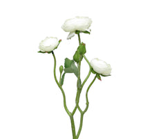 Ranunculus Azura Creme 48 cm