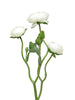 Ranunculus Azura Creme 48 cm