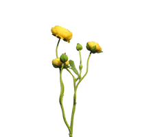 Ranonculus Azura gelb 48cm