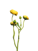 Ranonculus Azura gelb 48cm