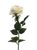Delphinium Agathe cream 85cm
